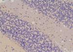 Phospho-KCNH2 (Ser1137) Antibody in Immunohistochemistry (Paraffin) (IHC (P))