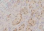 Phospho-KLF5 (Ser303) Antibody in Immunohistochemistry (Paraffin) (IHC (P))