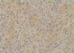 Phospho-TRAF7 (Ser61) Antibody in Immunohistochemistry (Paraffin) (IHC (P))