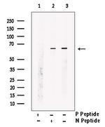 Phospho-TRAF7 (Ser61) Antibody in Western Blot (WB)