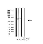 Phospho-TRAF7 (Ser61) Antibody in Western Blot (WB)