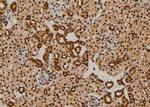 Phospho-NOTCH3 (Ser84) Polyclonal Antibody