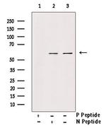 Phospho-VGAT (Ser462) Polyclonal Antibody