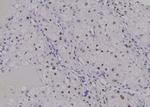 Phospho-SETD8 (Ser100) Antibody in Immunohistochemistry (Paraffin) (IHC (P))
