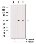 Phospho-eIF4A1 (Tyr48) Polyclonal Antibody