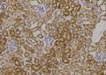 Phospho-HFE2 (Ser48) Antibody in Immunohistochemistry (Paraffin) (IHC (P))