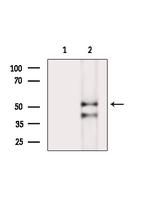 Phospho-NEK2 (Ser171) Antibody in Western Blot (WB)