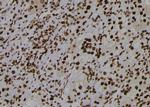 Phospho-Cdc5L (Tyr232) Polyclonal Antibody