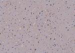 Phospho-FMRP (Ser500) Antibody in Immunohistochemistry (Paraffin) (IHC (P))
