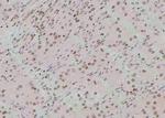Phospho-TAB1 (Tyr481) Polyclonal Antibody