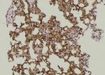Phospho-TAB1 (Tyr481) Antibody in Immunohistochemistry (Paraffin) (IHC (P))