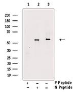 Phospho-TAB1 (Tyr481) Antibody in Western Blot (WB)