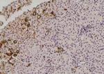 Phospho-Occludin (Tyr287) Polyclonal Antibody