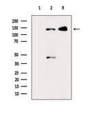 Phospho-GLI1 (Thr1074) Polyclonal Antibody