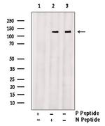 Phospho-GLI2 (Ser234) Polyclonal Antibody