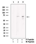 Phospho-USP22 (Thr147) Antibody in Western Blot (WB)