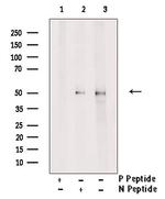 Phospho-AP2 gamma (Ser434) Polyclonal Antibody