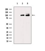 Phospho-Cullin 4B (Thr48) Antibody in Western Blot (WB)