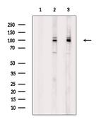 Phospho-Cullin 4B (Thr48) Antibody in Western Blot (WB)