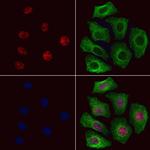 Phospho-Cullin 4B (Thr48) Polyclonal Antibody