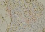 Phospho-Cullin 4B (Thr48) Antibody in Immunohistochemistry (Paraffin) (IHC (P))