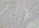 Phospho-ARHGAP42 (Tyr792) Polyclonal Antibody