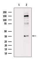 Phospho-Annexin A2 (Tyr24) Antibody in Western Blot (WB)