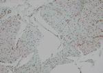 Phospho-BMAL1 (Ser49) Antibody in Immunohistochemistry (Paraffin) (IHC (P))