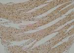 Phospho-BMAL1 (Ser49) Antibody in Immunohistochemistry (Paraffin) (IHC (P))