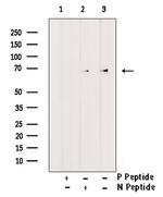 Phospho-BMAL1 (Ser49) Antibody in Western Blot (WB)