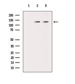Phospho-MYPT1 (Ser509) Polyclonal Antibody