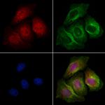 Phospho-MDMX (Ser367) Polyclonal Antibody