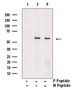 Phospho-MDMX (Ser367) Antibody in Western Blot (WB)