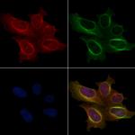 Phospho-SHIP2 (Tyr671) Polyclonal Antibody