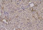 Phospho-Survivin (Thr48) Polyclonal Antibody