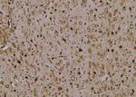 Phospho-TAK1 (Ser192) Polyclonal Antibody