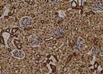 Phospho-RIP2 (Ser531) Polyclonal Antibody