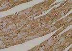 Phospho-RIP2 (Tyr381) Polyclonal Antibody