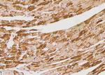 Phospho-Bim (Ser98) Polyclonal Antibody