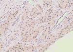 Phospho-Bim (Ser118) Polyclonal Antibody