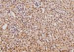 Phospho-SGTA (Ser301) Antibody in Immunohistochemistry (Paraffin) (IHC (P))