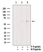 Phospho-HBP1 (Ser380) Polyclonal Antibody