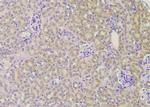 Phospho-TLR5 (Ser805) Polyclonal Antibody