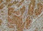 Phospho-MiTF (Ser516) Polyclonal Antibody