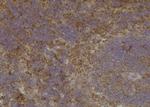 Phospho-VAMP4 (Ser88) Polyclonal Antibody