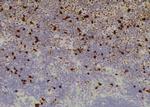 Phospho-SF3B1 (Thr211) Antibody in Immunohistochemistry (Paraffin) (IHC (P))