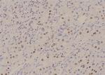 Phospho-MSK2 (Thr687) Antibody in Immunohistochemistry (Paraffin) (IHC (P))
