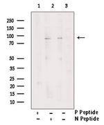 Phospho-MSK2 (Ser360) Antibody in Western Blot (WB)