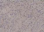 Phospho-STAM2 (Tyr371) Polyclonal Antibody