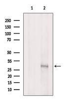 Phospho-MPZL1 (Tyr241) Antibody in Western Blot (WB)
